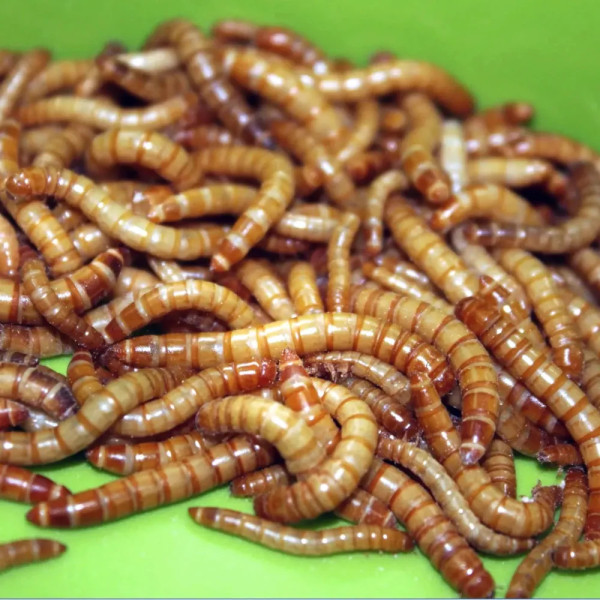 Les vers de farine séchés (Tenebrio molitor) sont une source de nourriture très nutritive pour les Triops