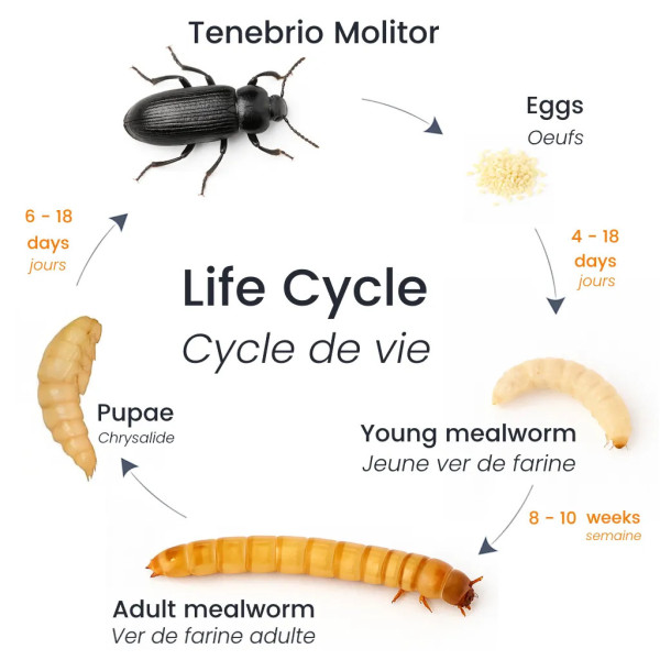 Le cycle de vie des vers de farine séchés (Tenebrio Molitor)