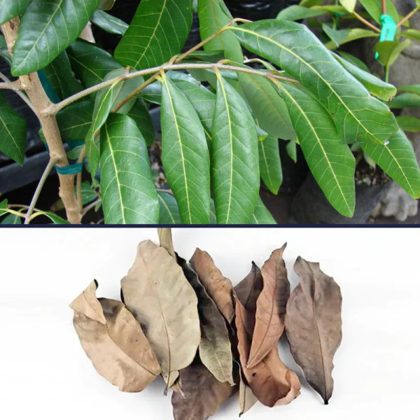 Longan leaves are very useful for improving the aquatic environment of Triops