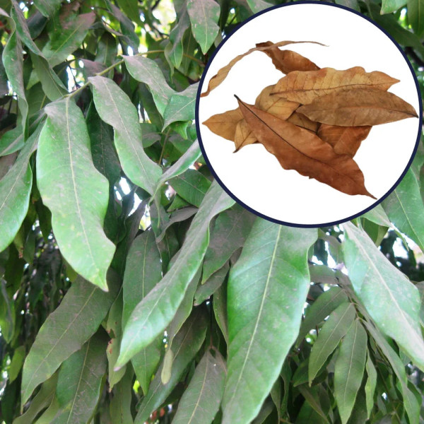 Longan leaves recreate a natural environment, providing small shelters for juvenile Triops and developing micro-organisms