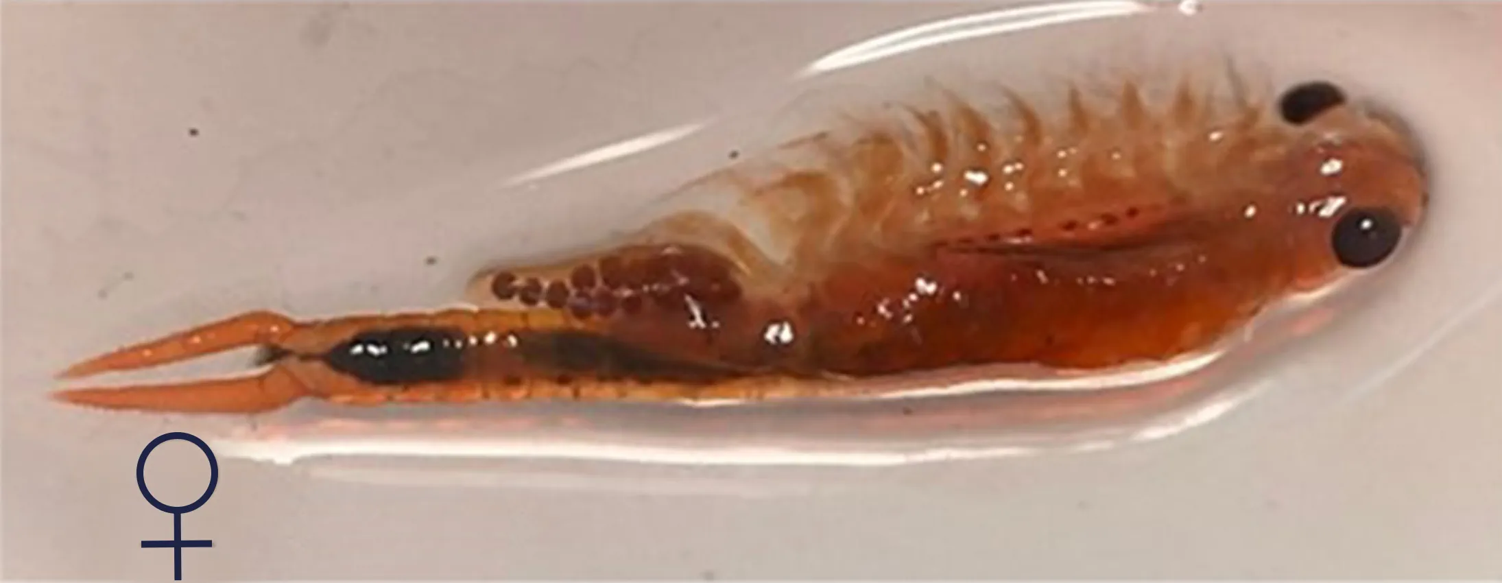 Branchinella thailandensis produit des cystes de résistance (œufs dormants) en fin de cycle de vie