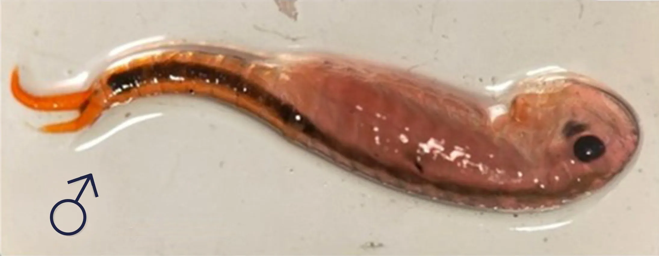 Le mâle saisit la femelle avec ses antennes modifiées, la féconde, puis la libère