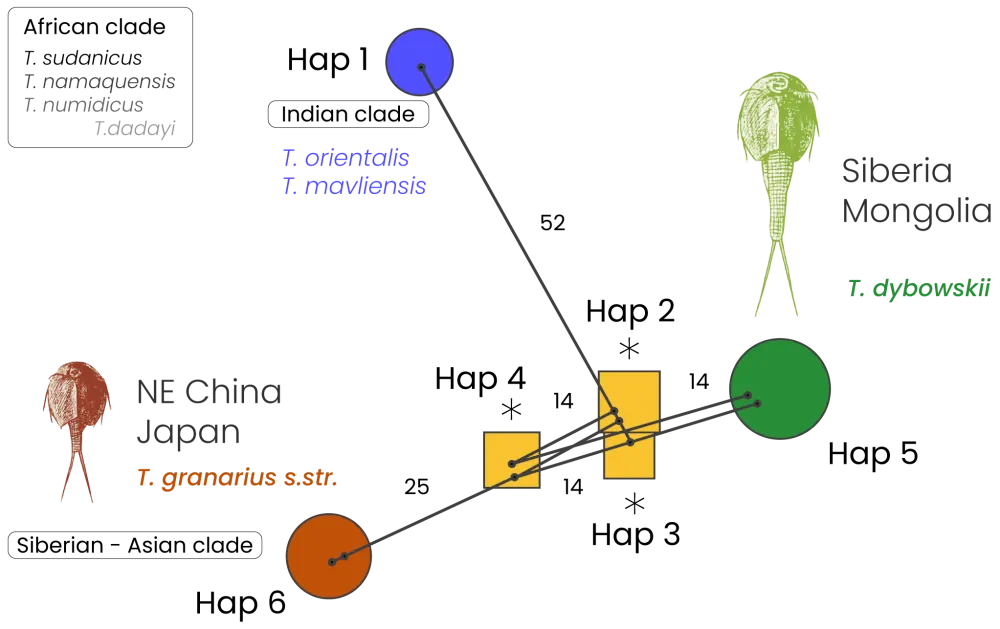 Résultats de l'Analyse Phylogénétique (Réseau MJN)