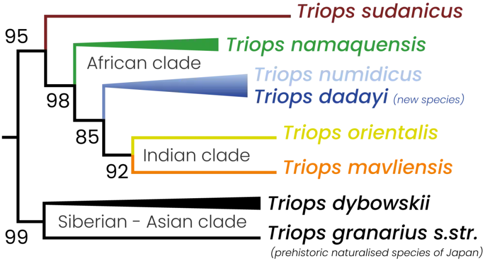Triops granarius (Lucas, 1864), Statut Taxonomique Corrigé