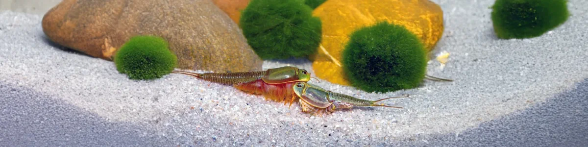 Triops mongolia est une espèce présumée endémique des steppes semi-arides de Mongolie