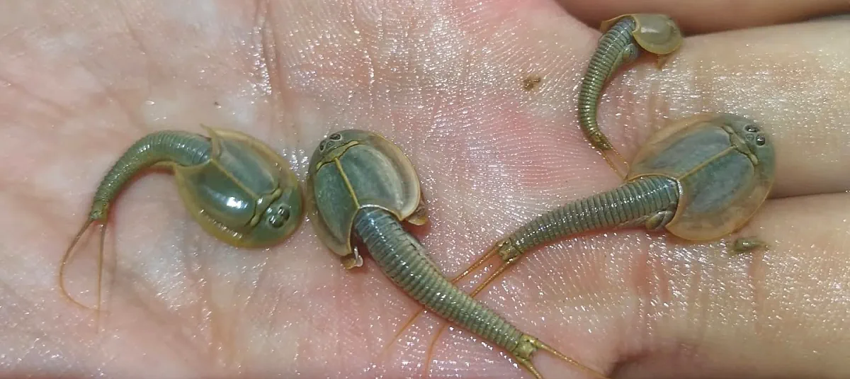 Triops mongolia serait-il Triops dybowskii ?